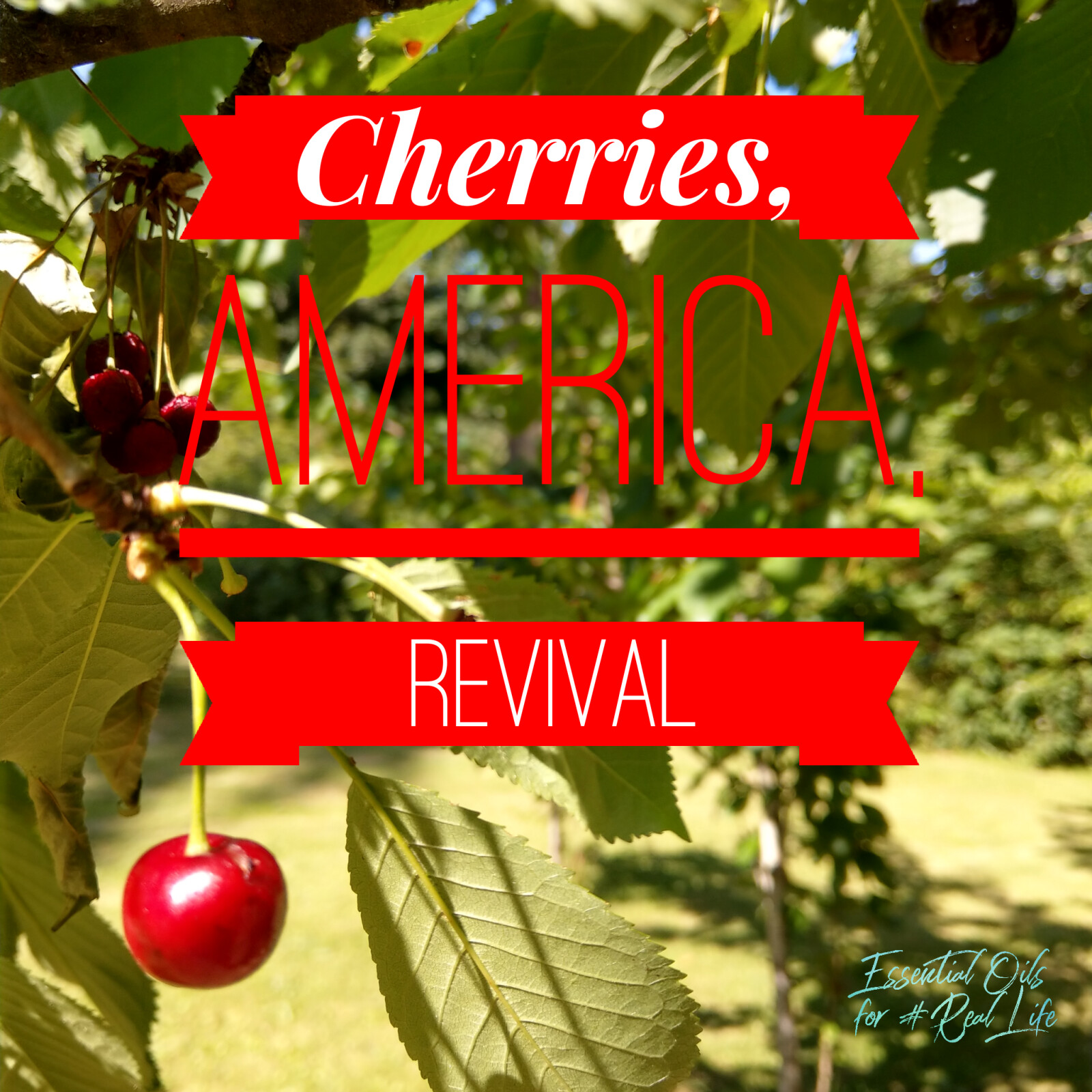 Cherries, America, Revival