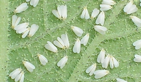 Aphids, Whiteflies, Mites