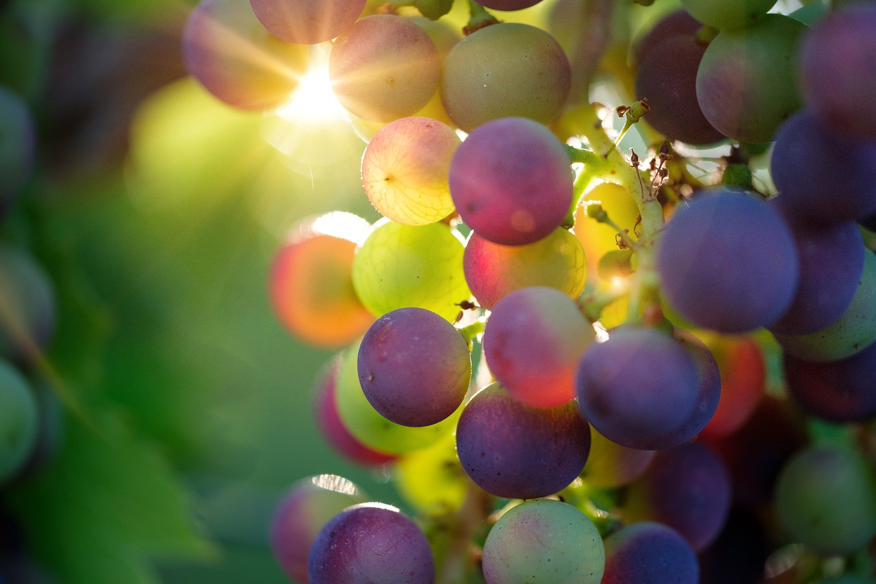 What is in grape seeds that makes them so good?