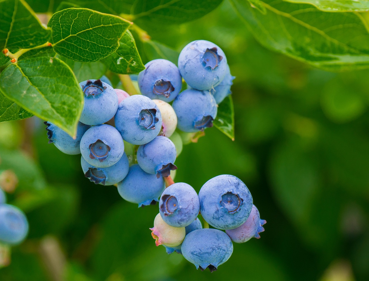 Why blueberries are some of the best super foods out there!