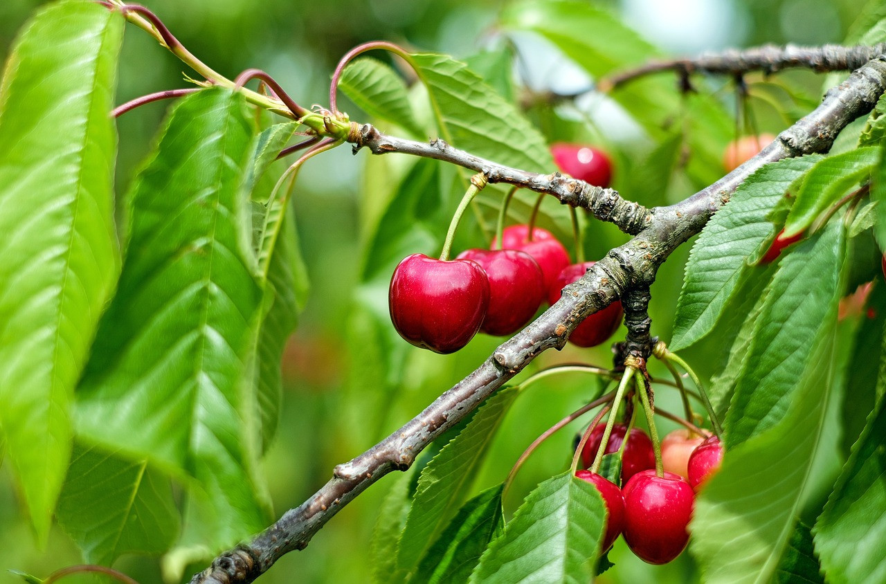 Why the sweet cherry is anti-inflammatory