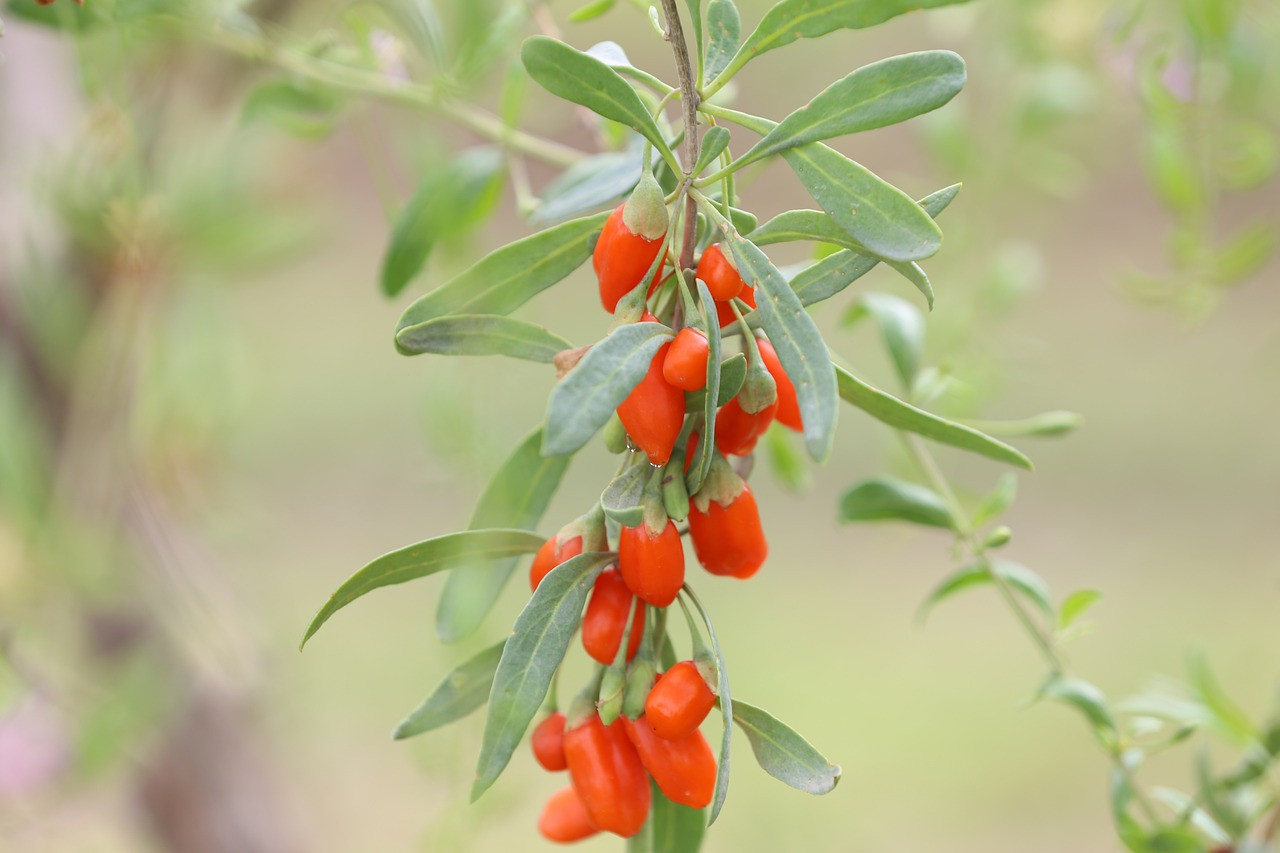What is so great about the Wolfberry (aka goji berry)?