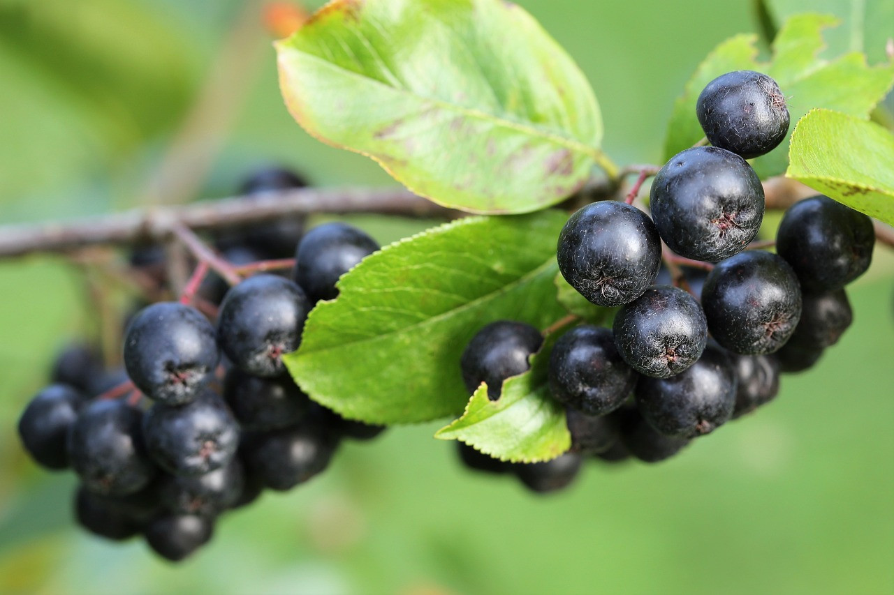 Aronia Berry:  nature's secret anti-inflammatory fruit