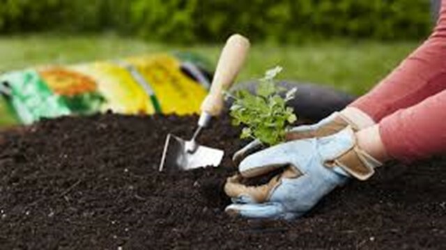 10 Top Gardening Tips for Beginners