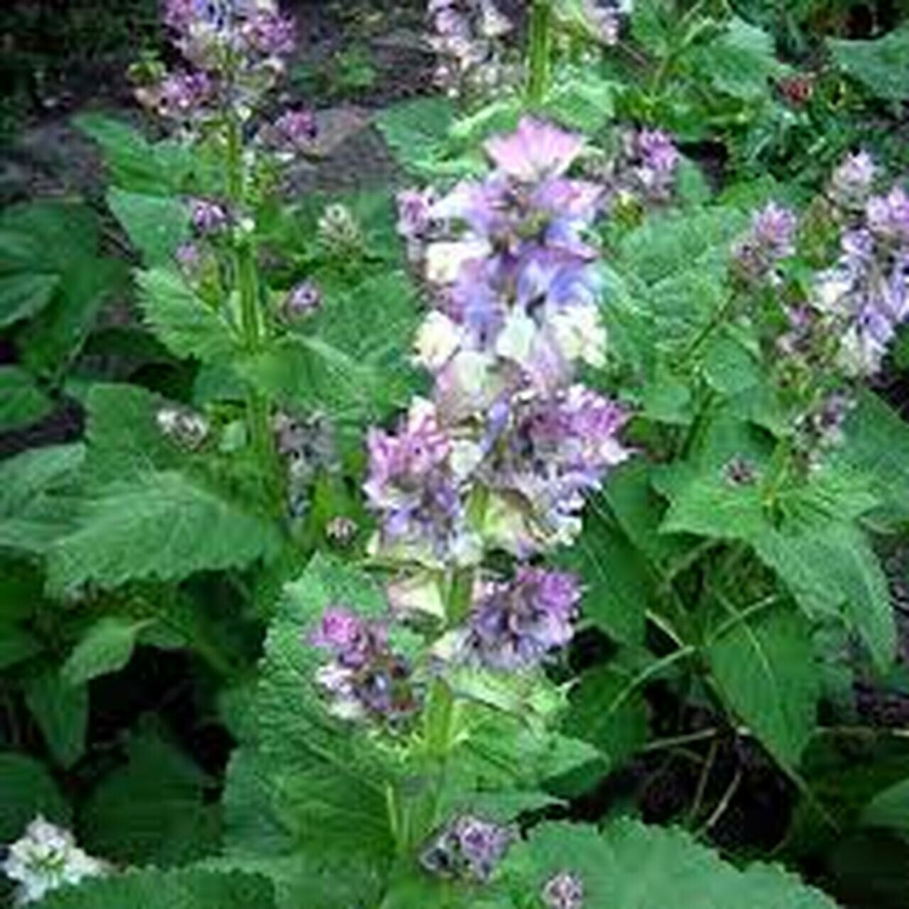 What is Clary Sage and why do I use it every day?