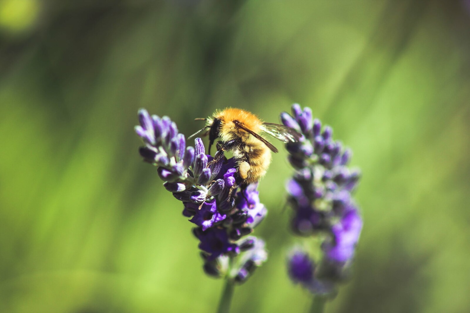 Springtime, Gardens, Honey……and Bees