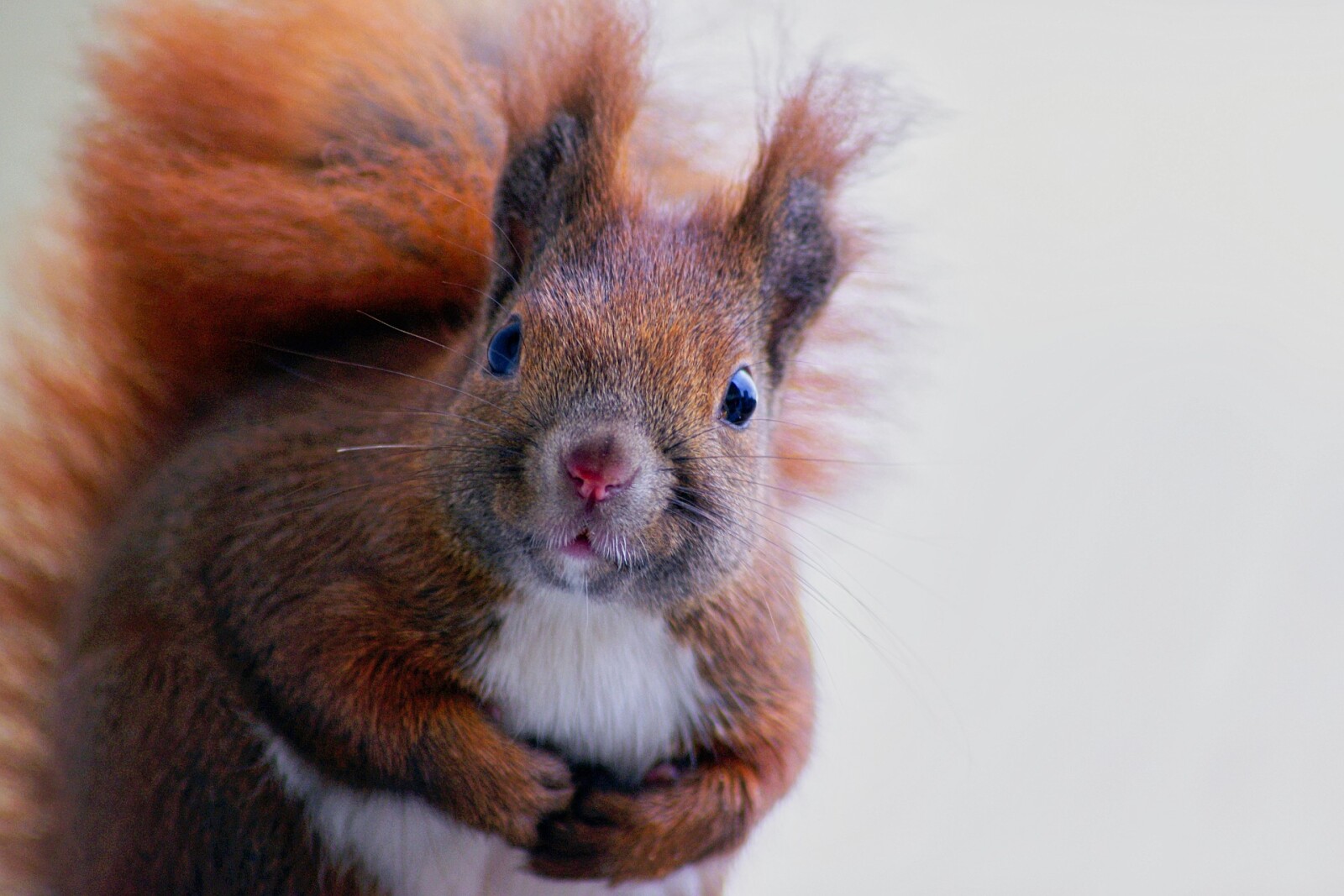 What to Do When a Squirrel Gets into The House 