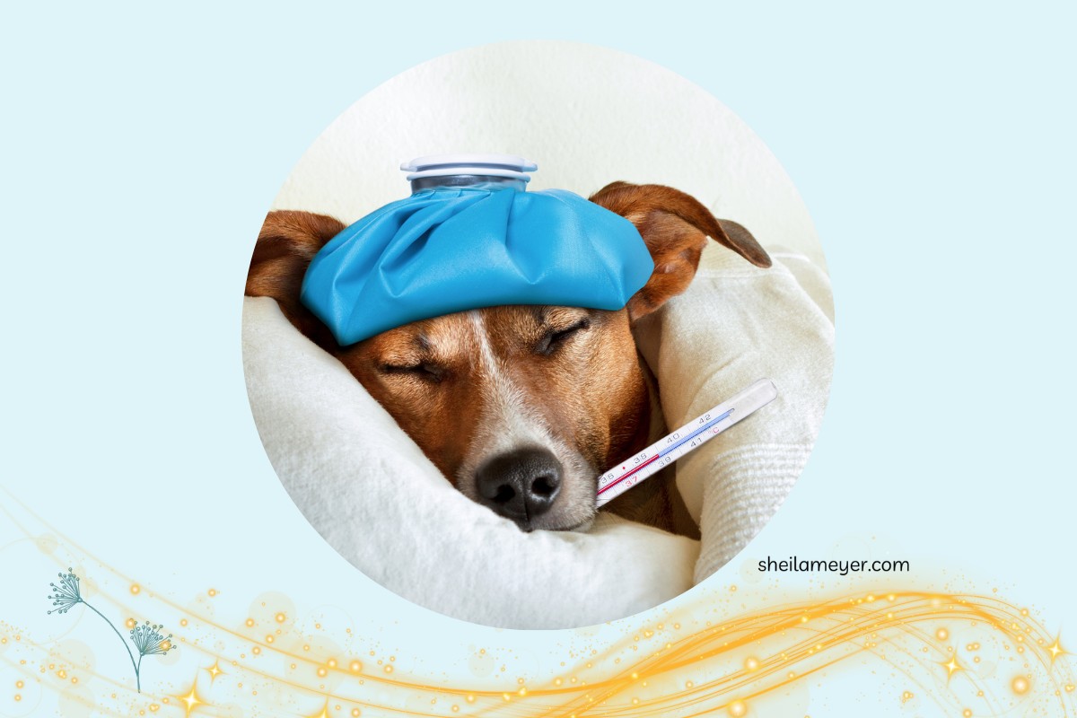 Prevent • Heal • Reset: The Wellness Loop We All Live In