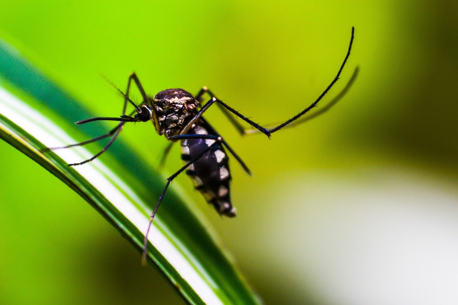 DIY Insect Repellent