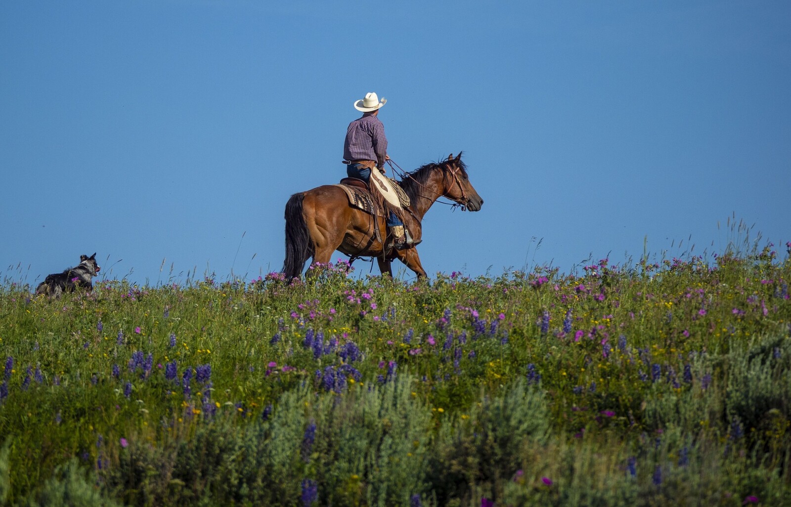 DIY - Fly Spray for Horses