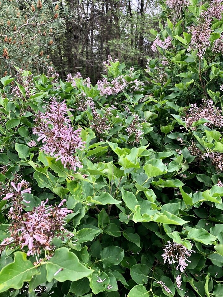 Lilacs Useful 