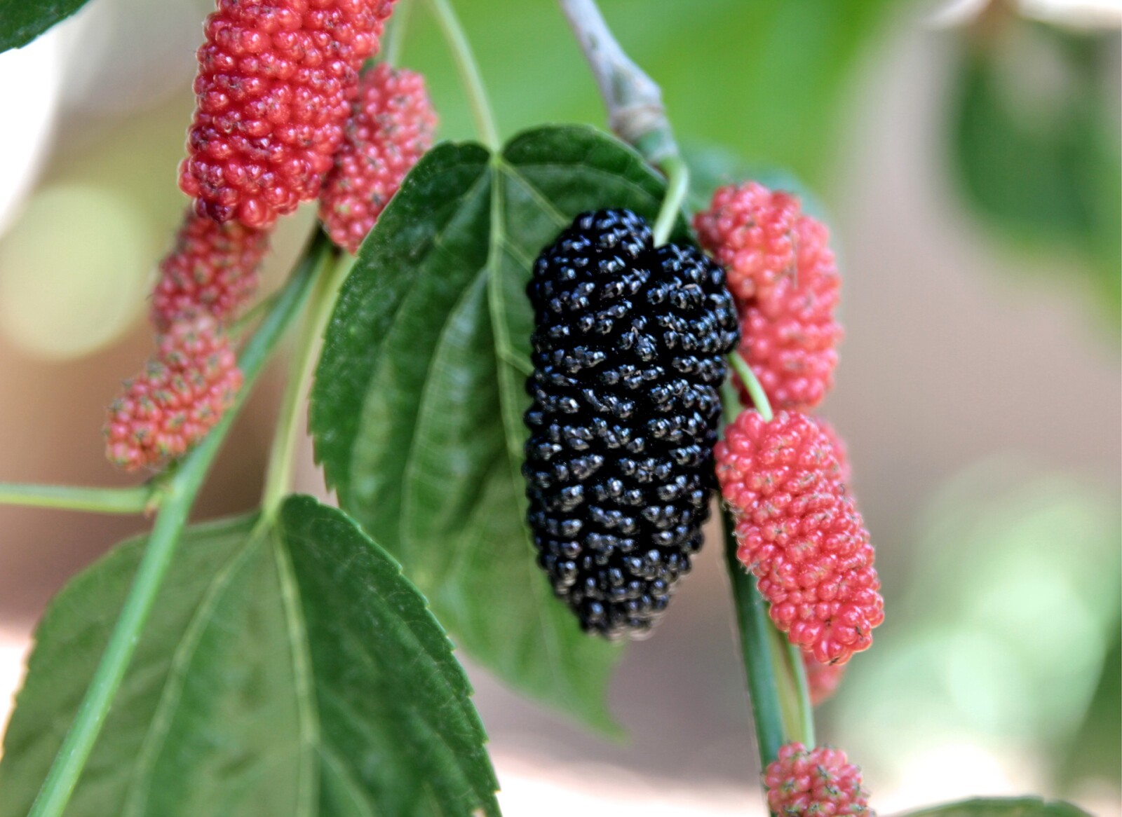 Mulberry Syrup Adventure 