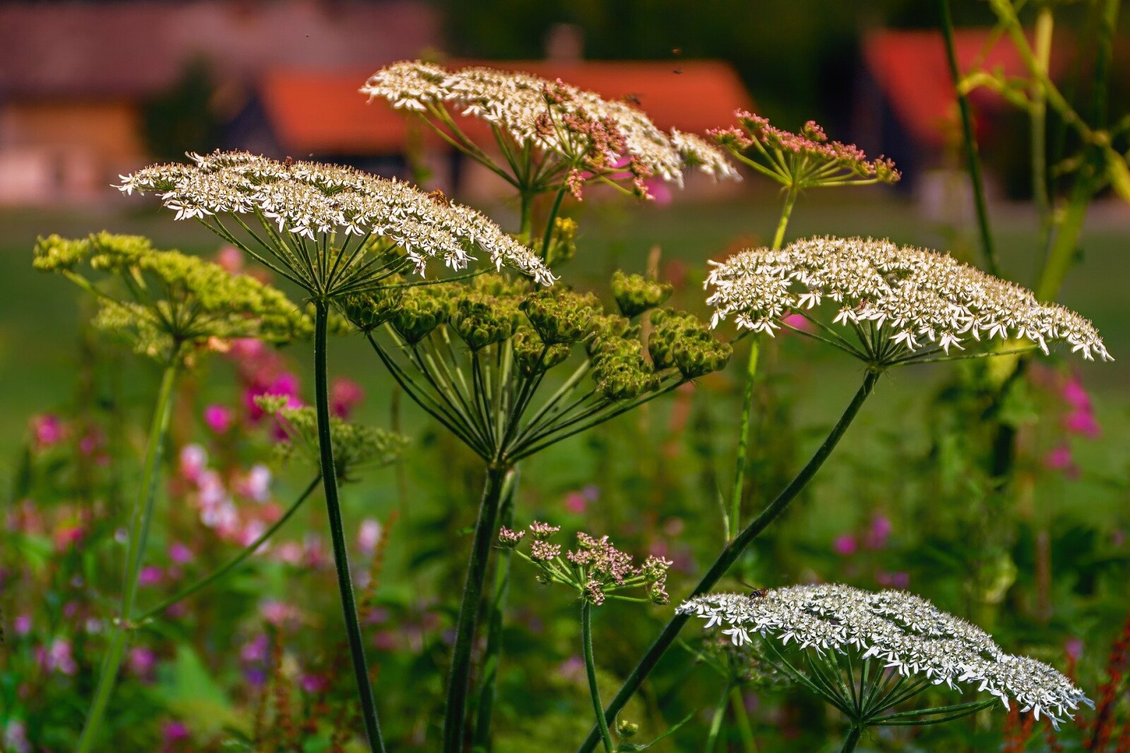 Wildflower spotlight: Yarrow