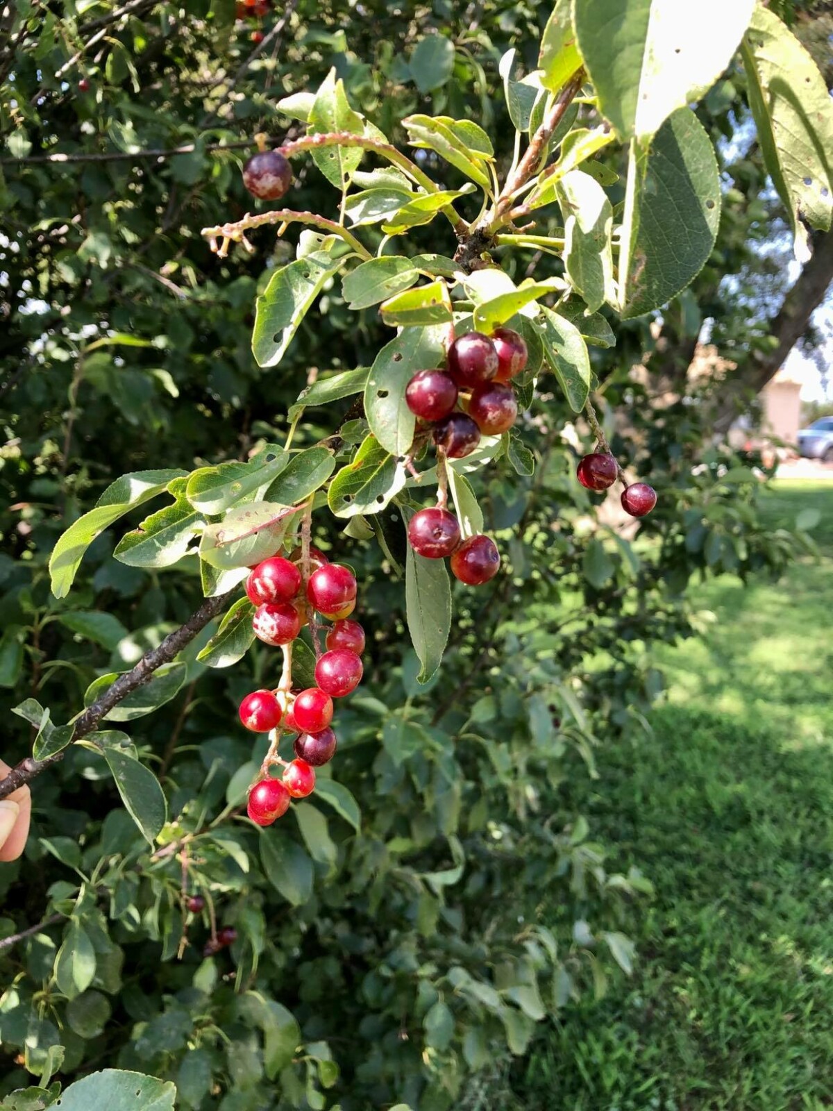 Chokecherry Syrup 