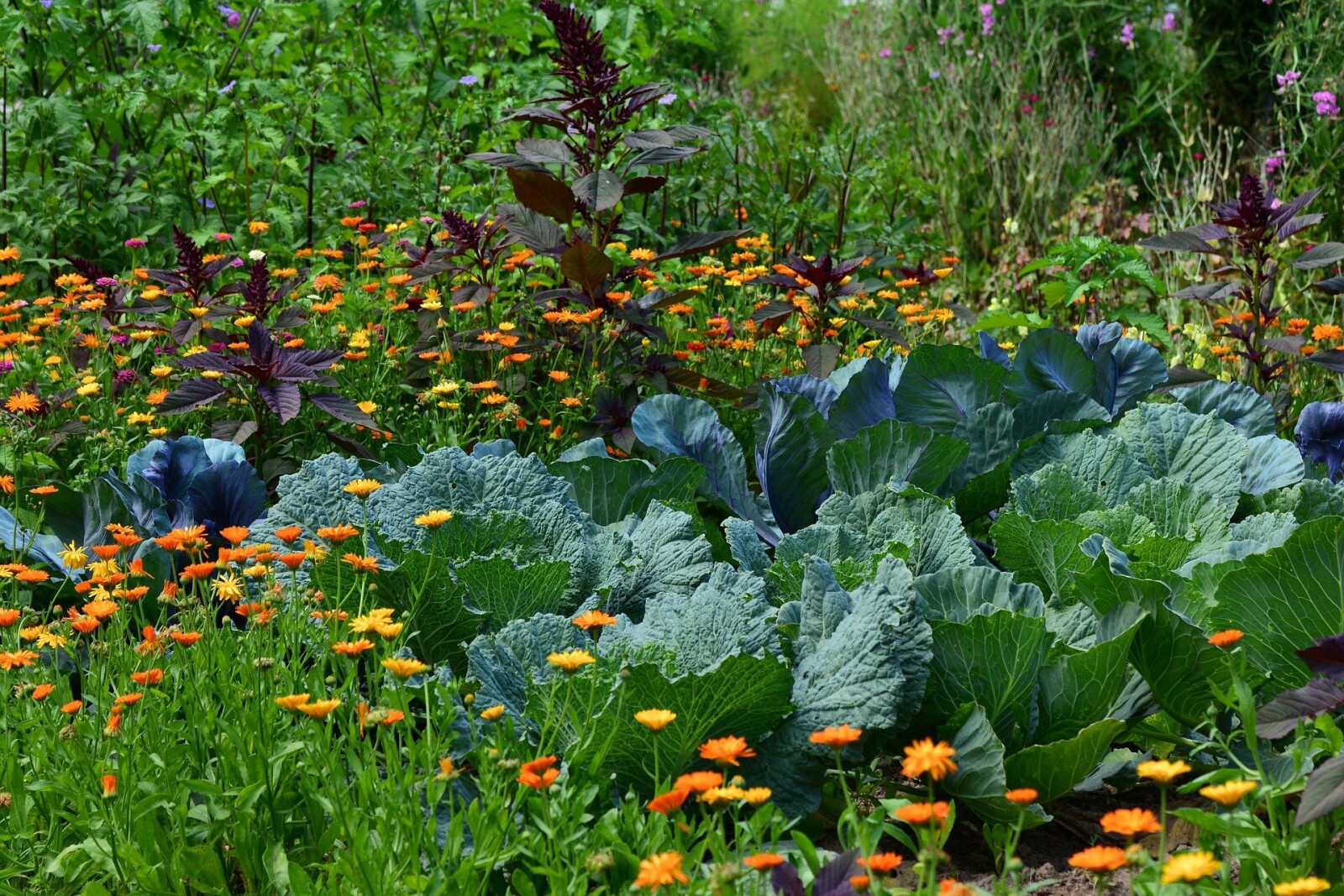 4 Beginner Gardner Tips to Save YOU Time