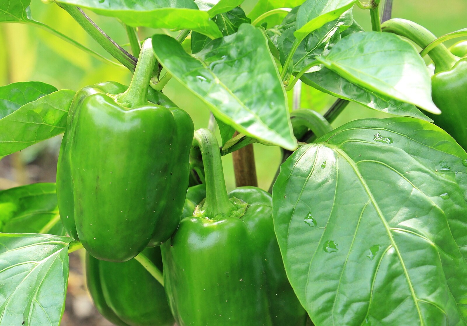 Freezing Sweet and hot peppers