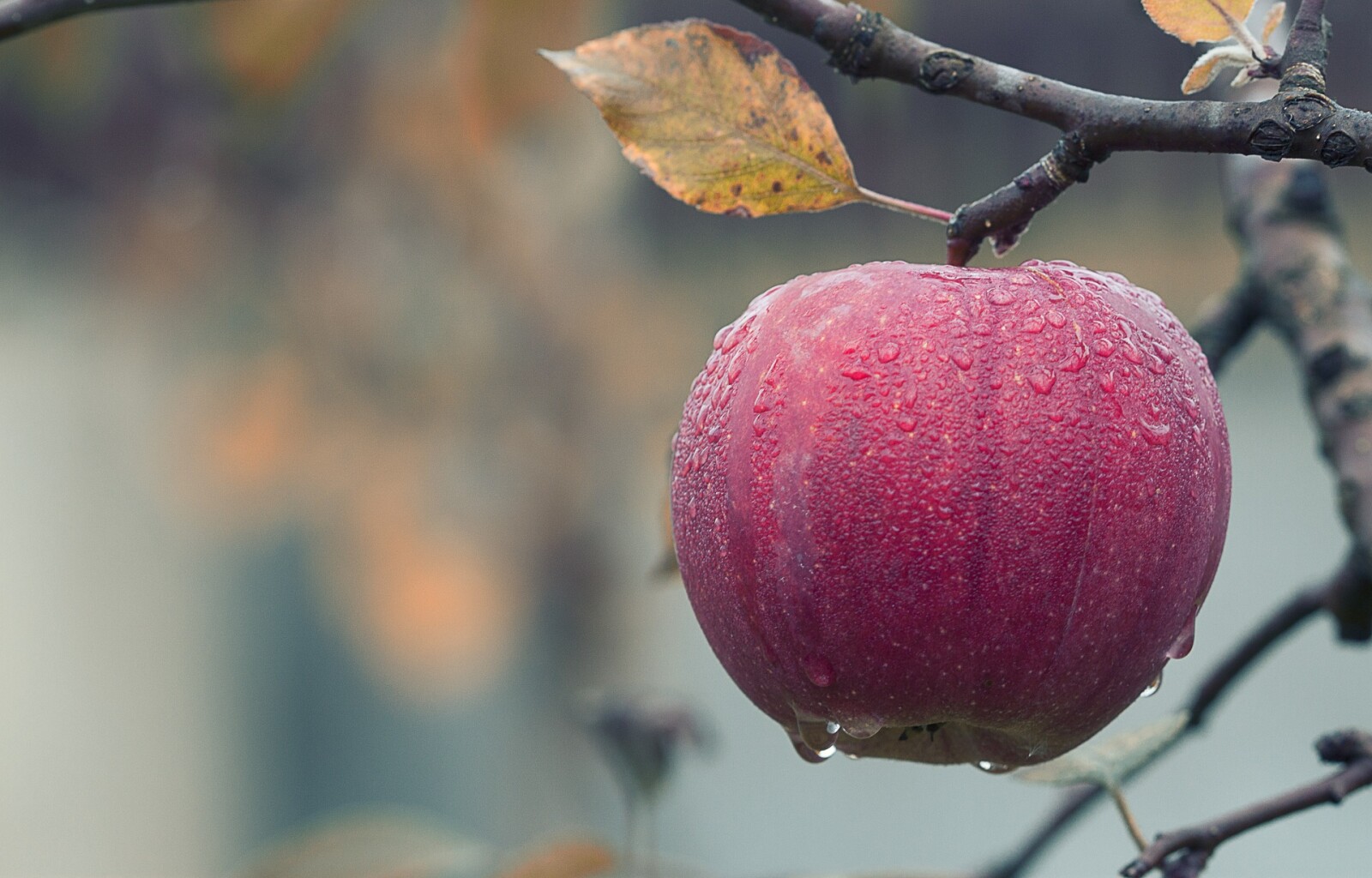 How to dehydrate apples