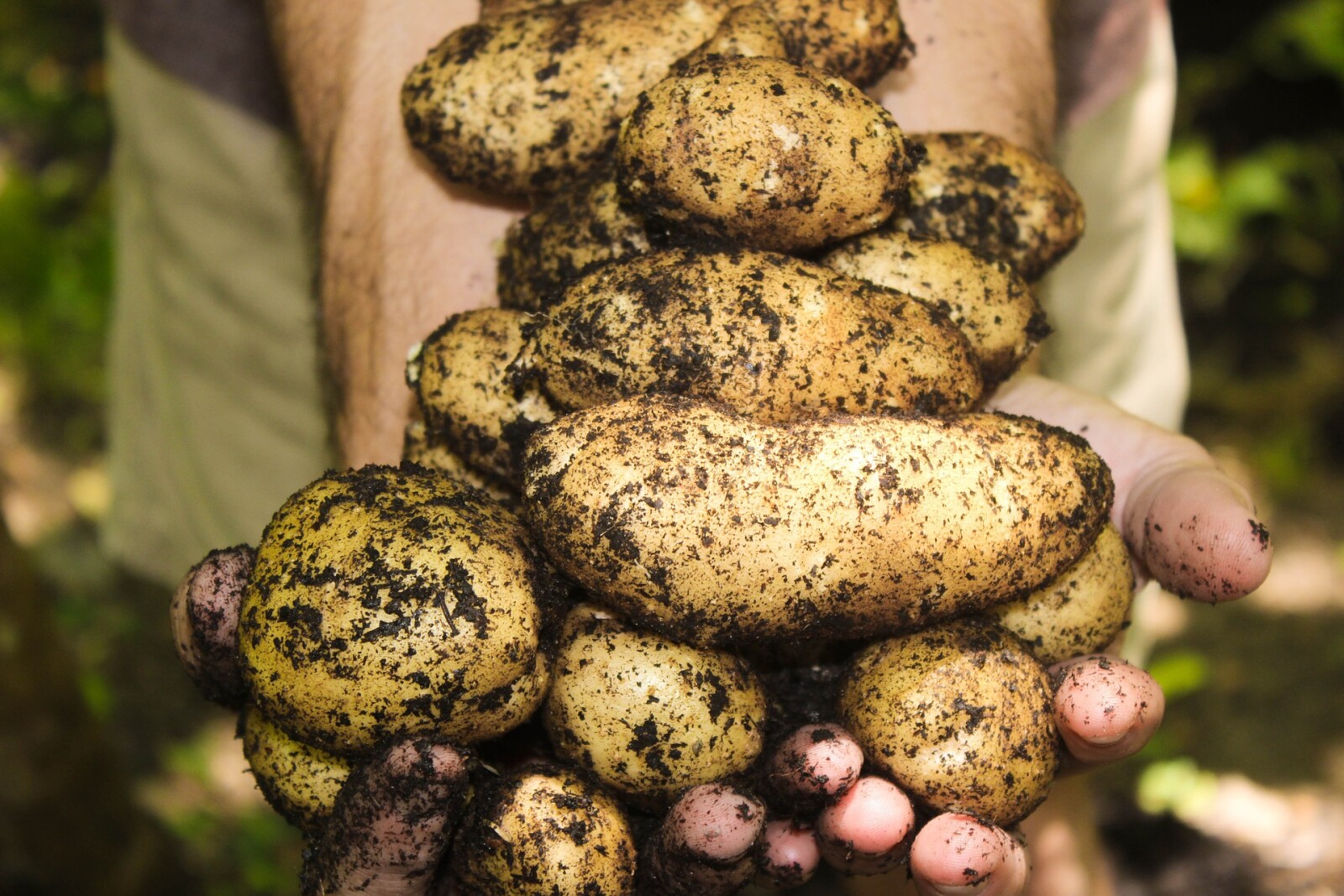 Storing White Potatoes or Sweet Potatoes at room tempature