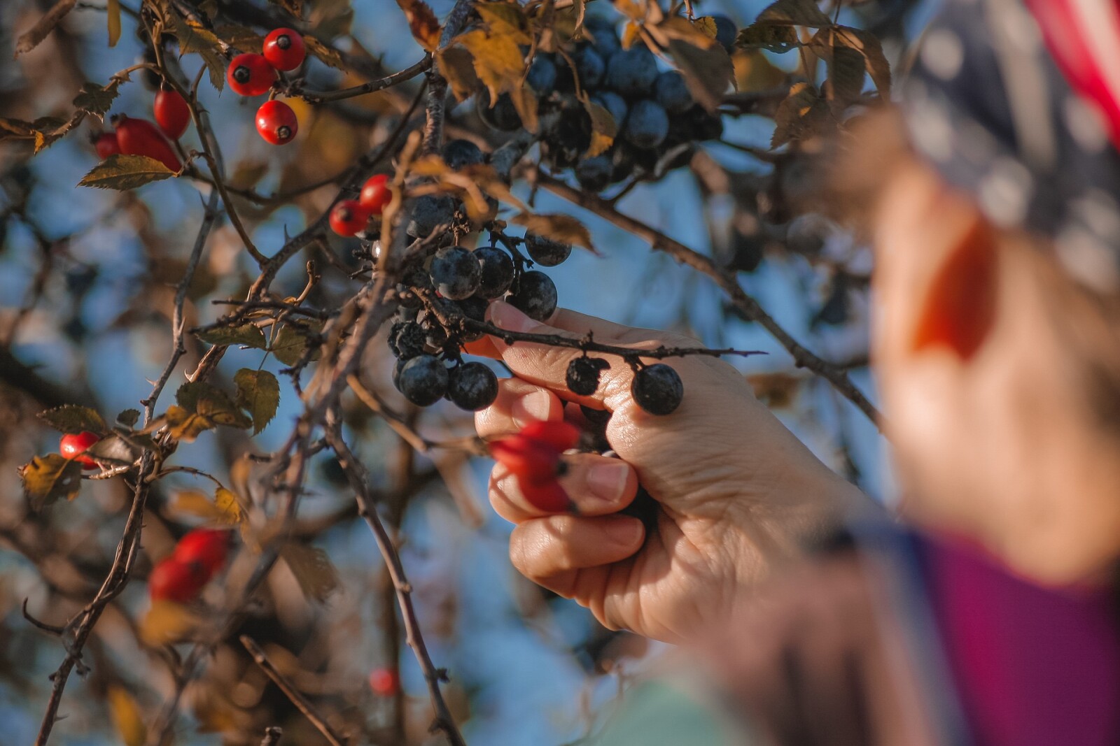 What is a Polyculture?