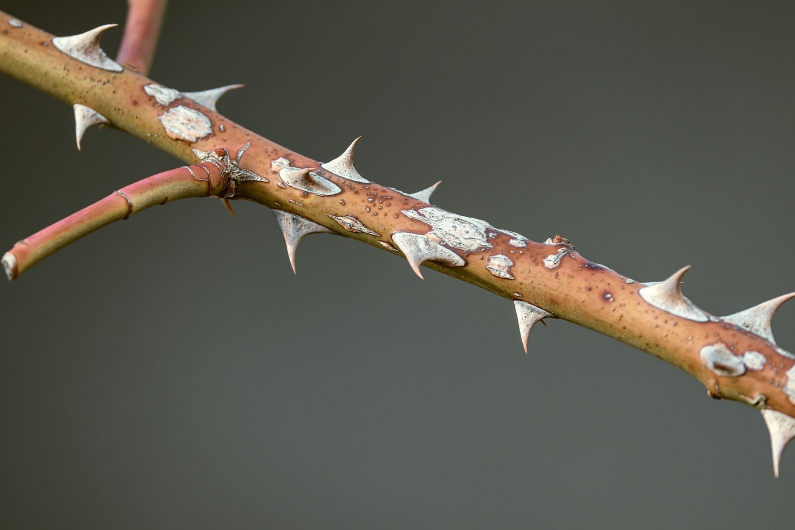 How to prune Roses and Berry Bushes