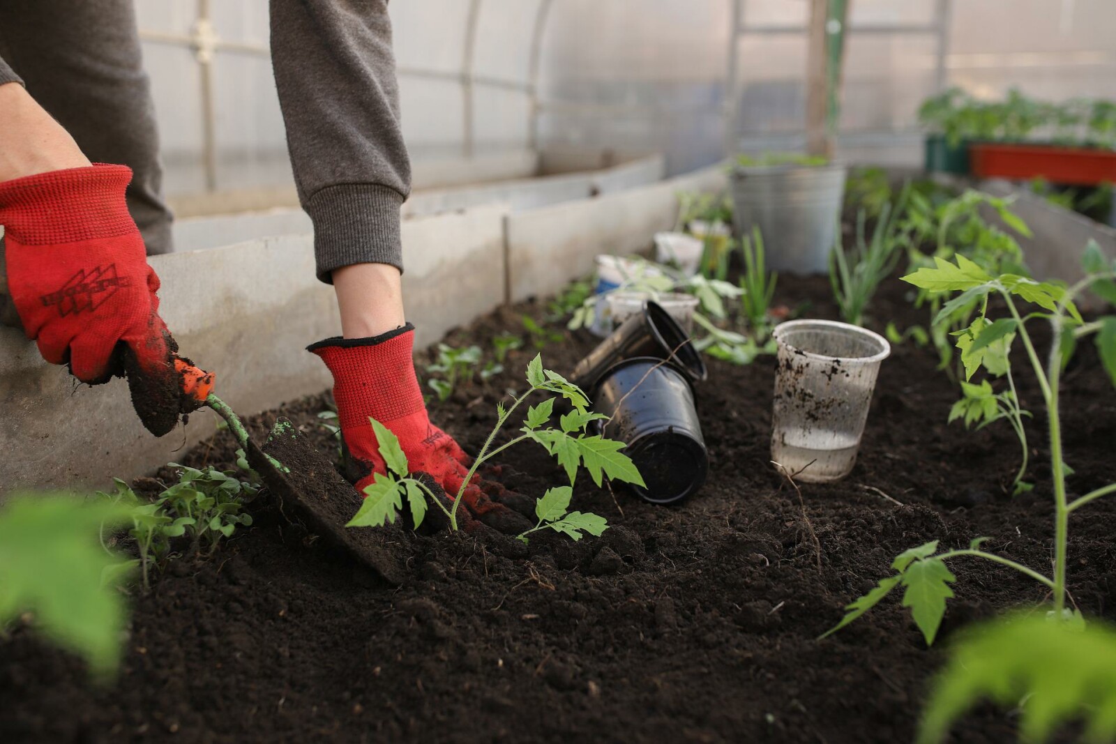 The Best Guide on How To Start Your Garden This Year
