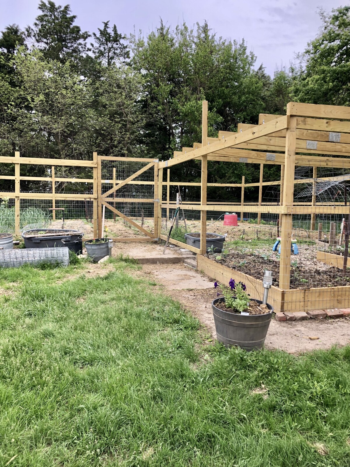 How to chicken proof your garden?