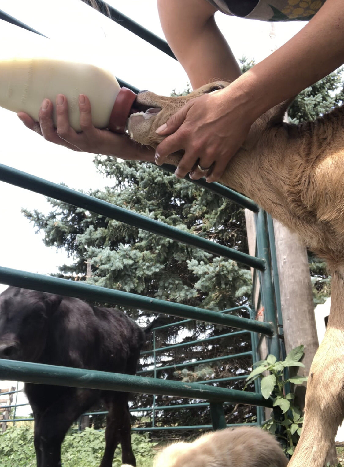 Starting bottle babies: getting the stubborn ones to nurse