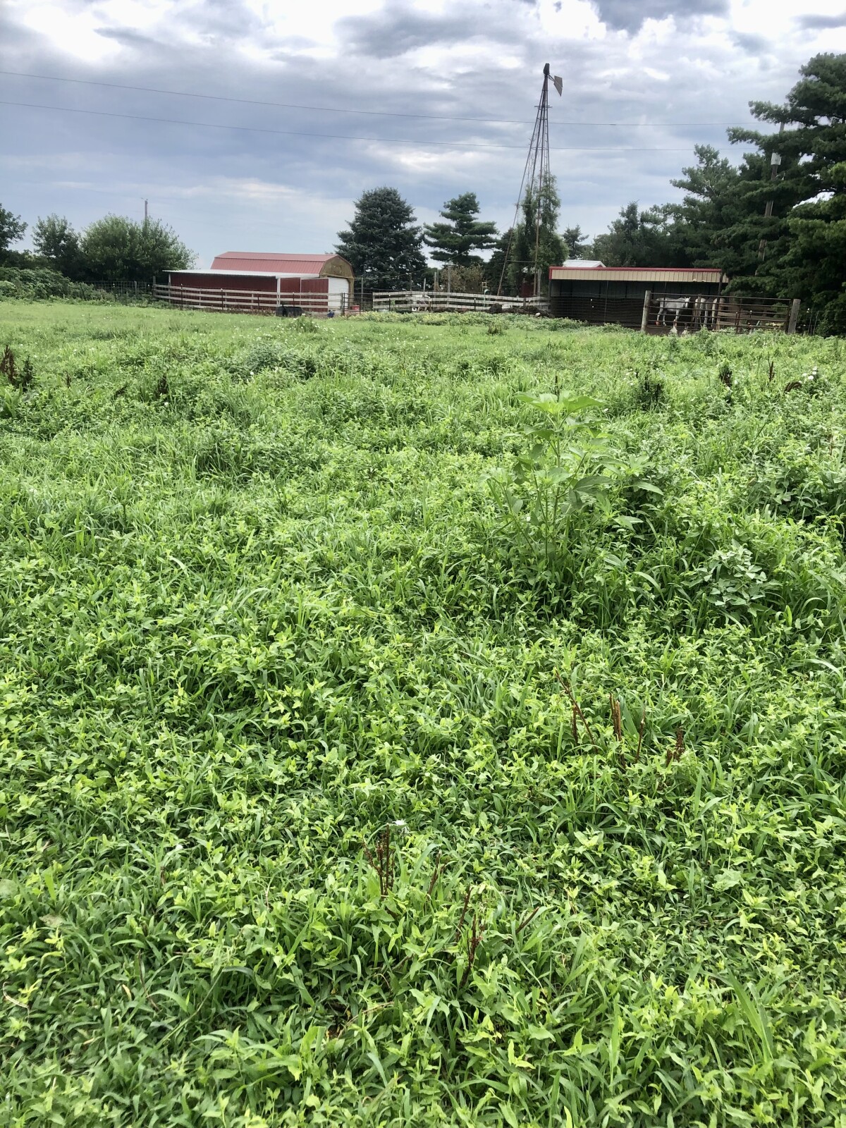 A Summer Morning on our Farmstead