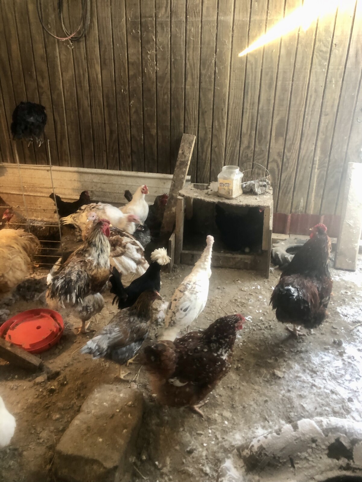 Raising Chickens in You Backyard: A Beginner's Guide