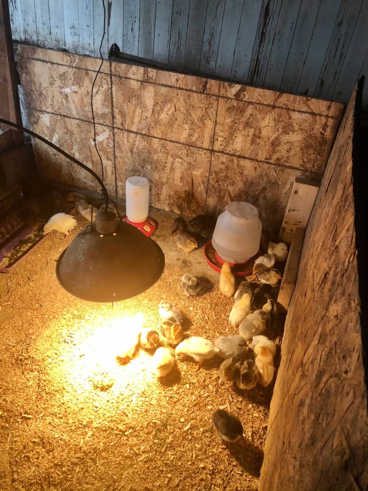 The Basics of Raising Baby Poultry