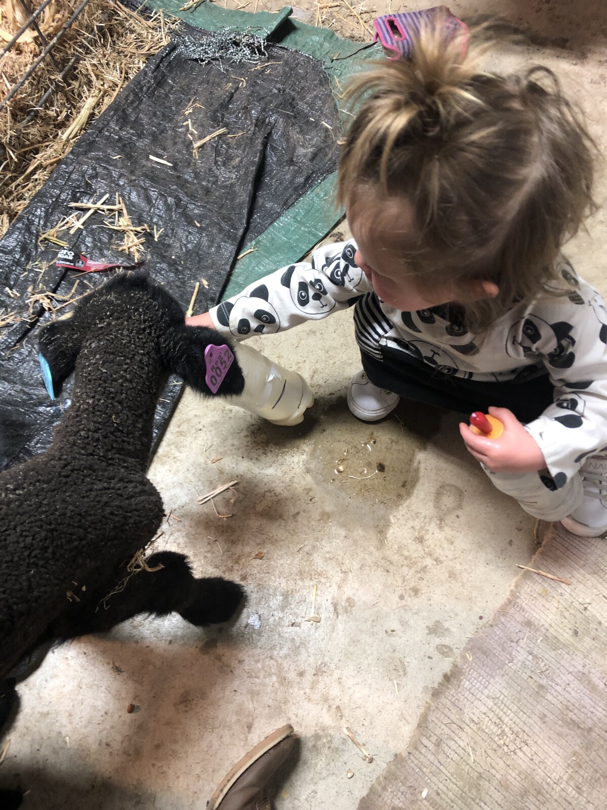 How to Care for Orphan Lambs