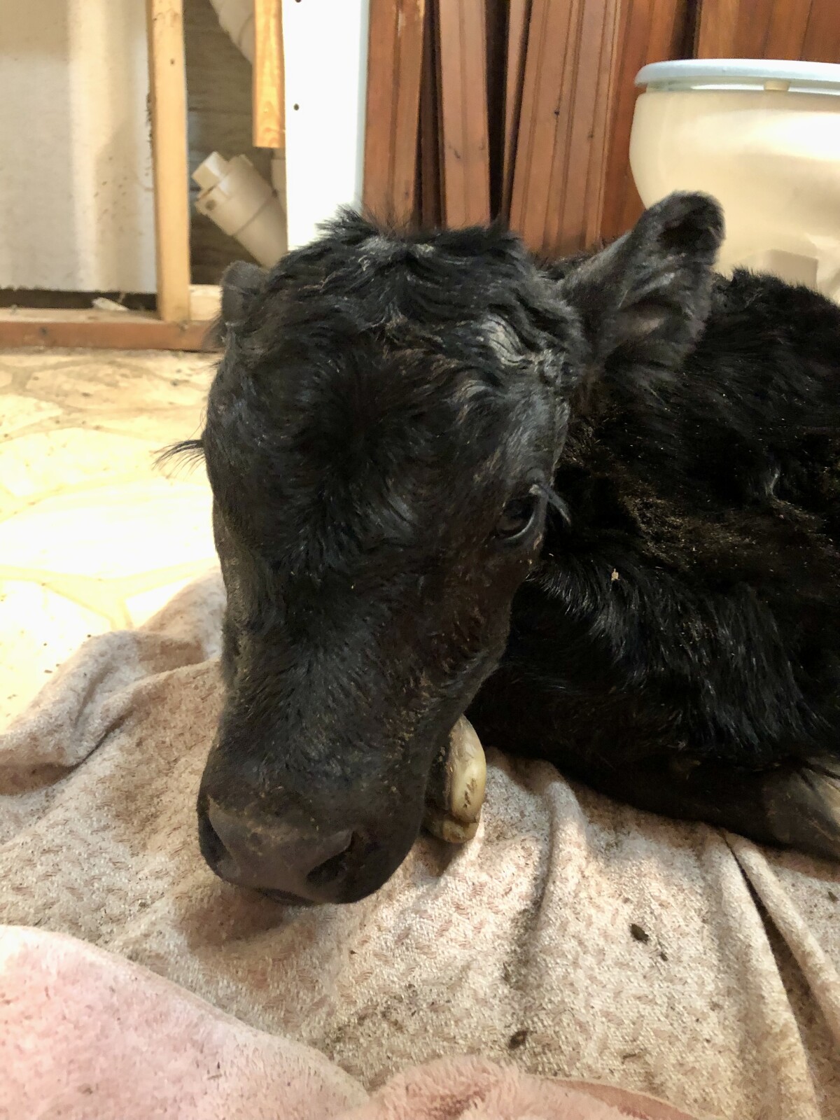 Everything You Need to Know About Caring for Bottle Calves