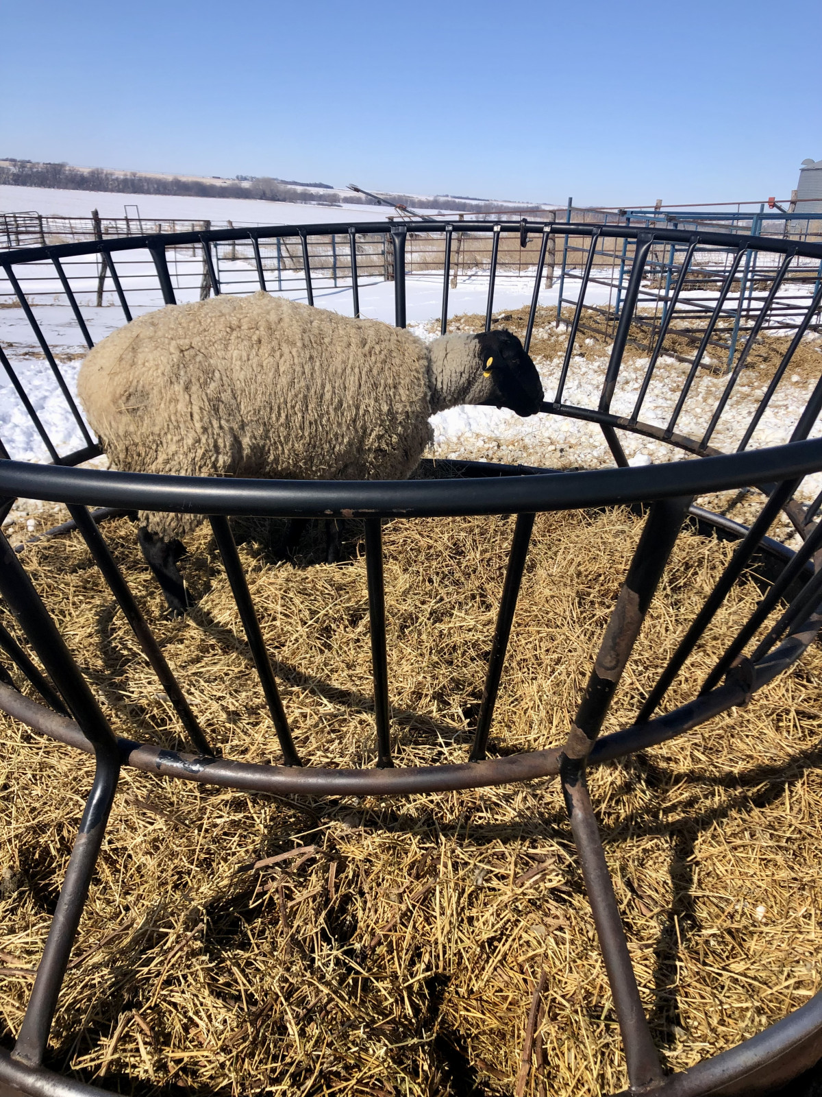 The Basics of Feeding Sheep