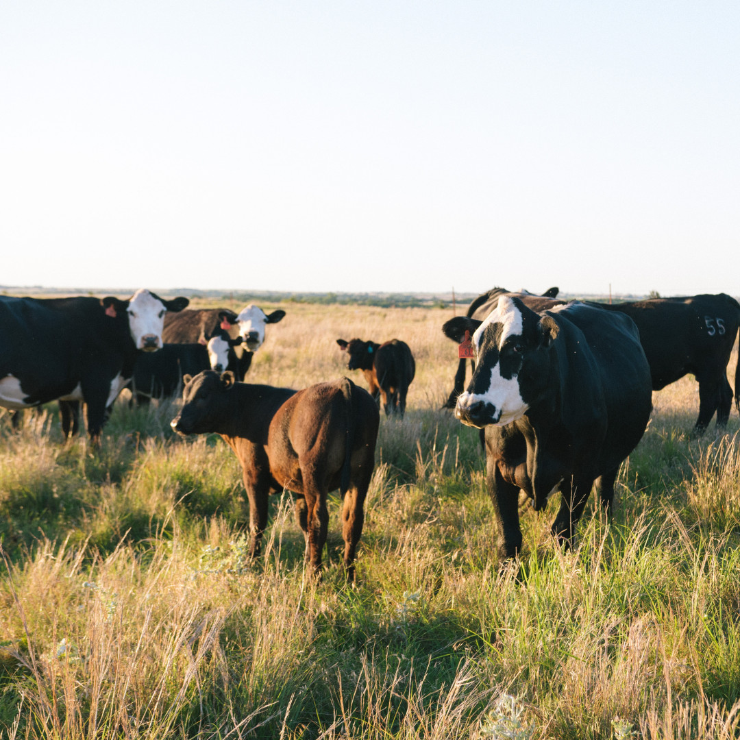 How to Properly Feed Beef Cows Without Year-Round Pasture Access