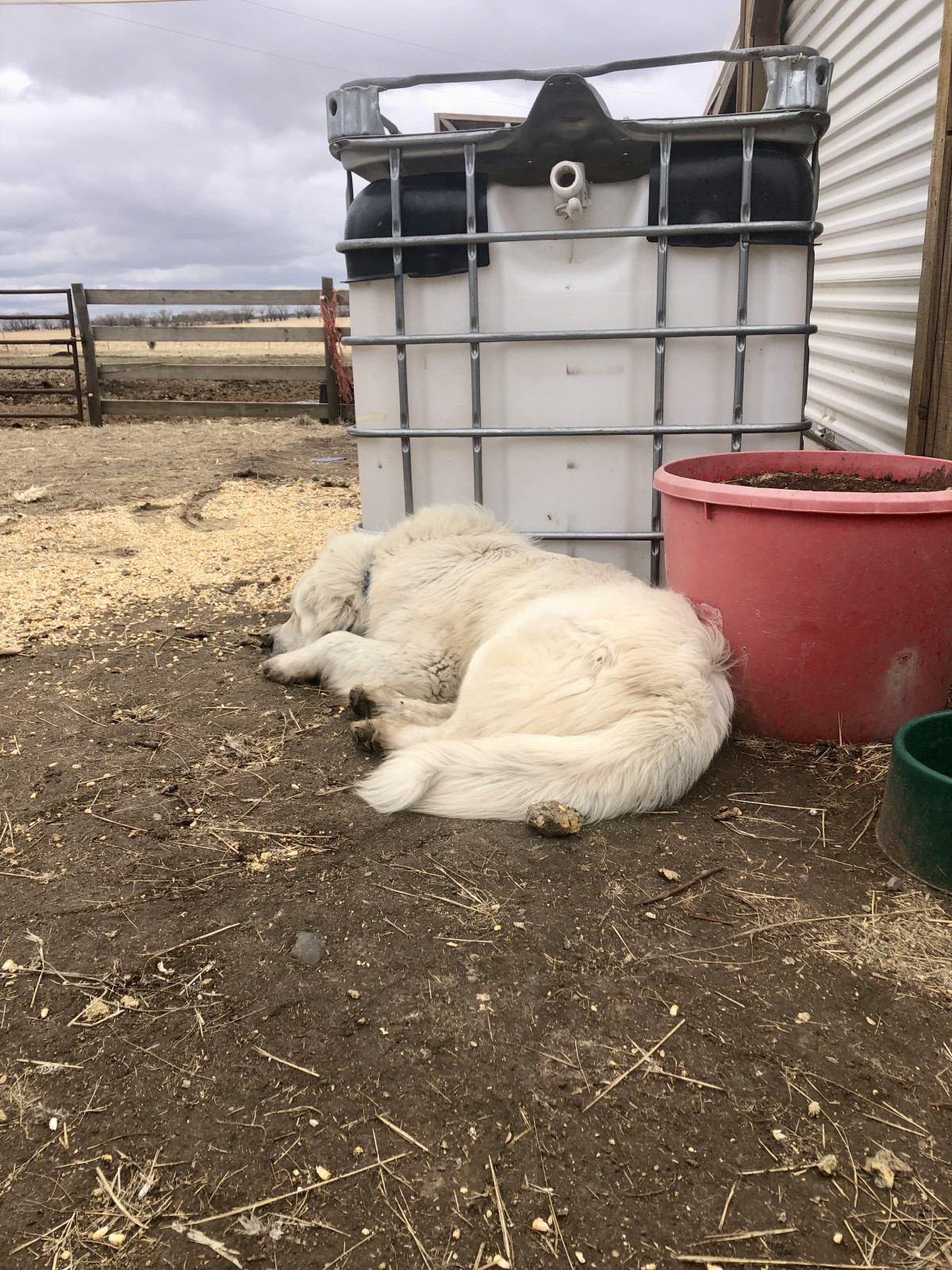 Feeding the Support Animals: Dogs, Cats, Horses, & Bees on the Farmstead