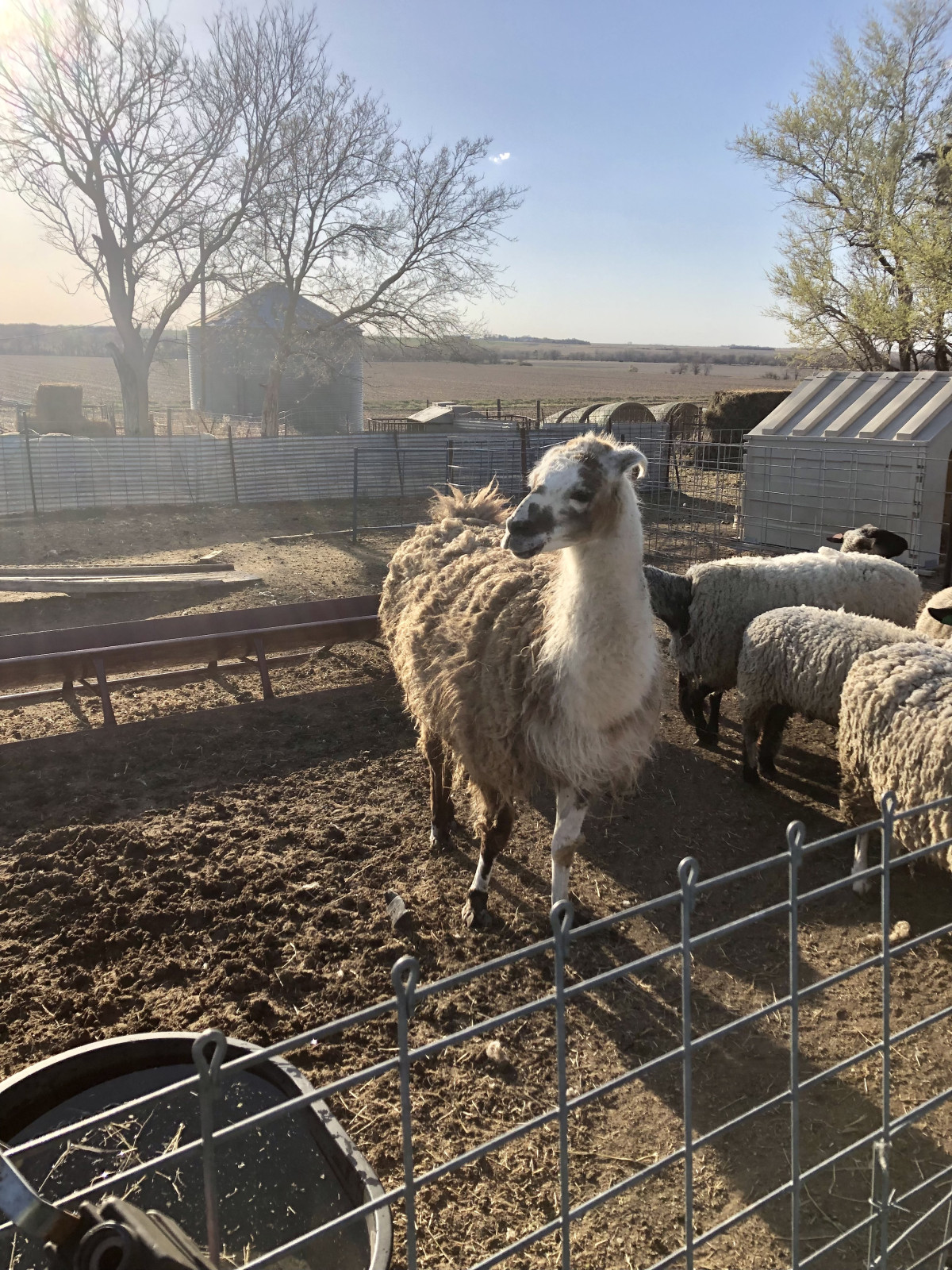 Fence Design Tips for Horses, Cows, and Sheep