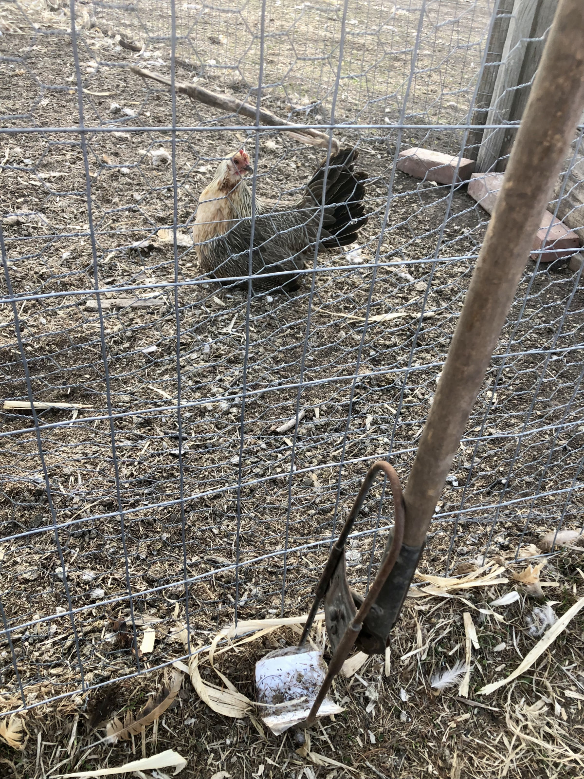 Fencing needs for Birds and Farm Dogs