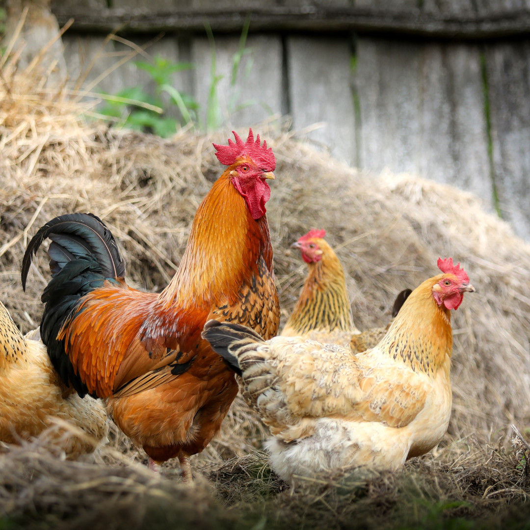 Selecting the perfect chicken breed for your home