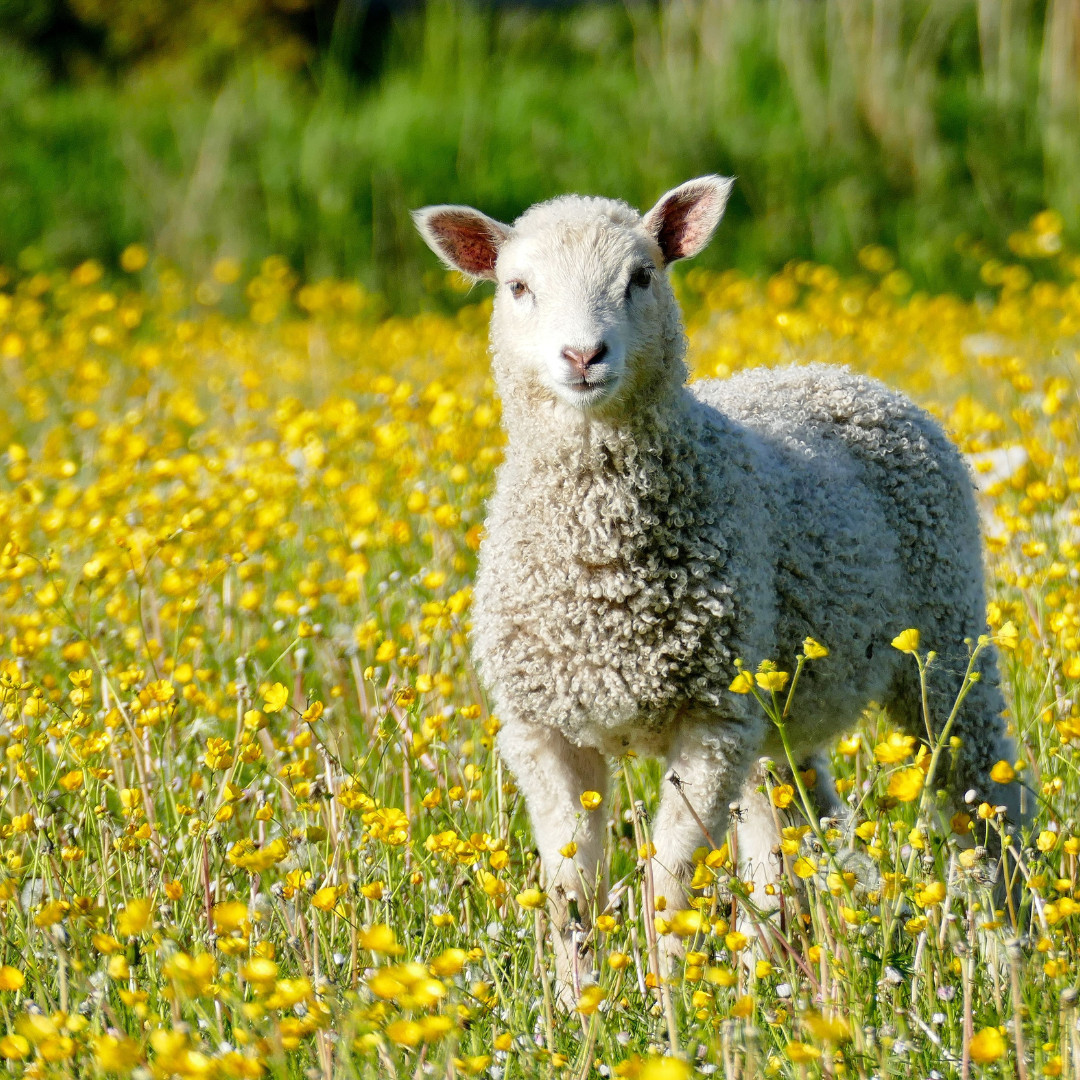 Selecting the Best Sheep Breed for Your Homestead