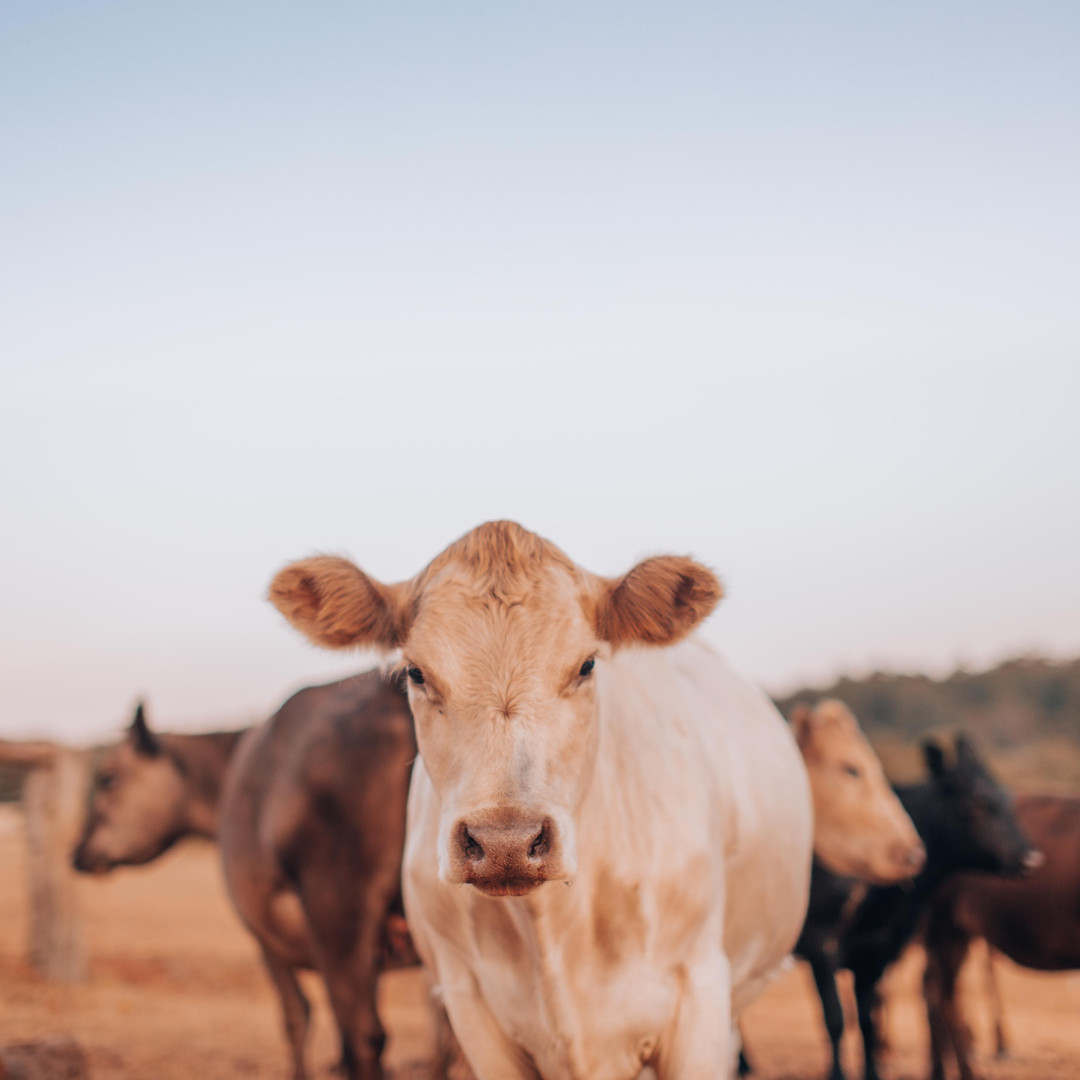 Selecting a cow for your homestead. 