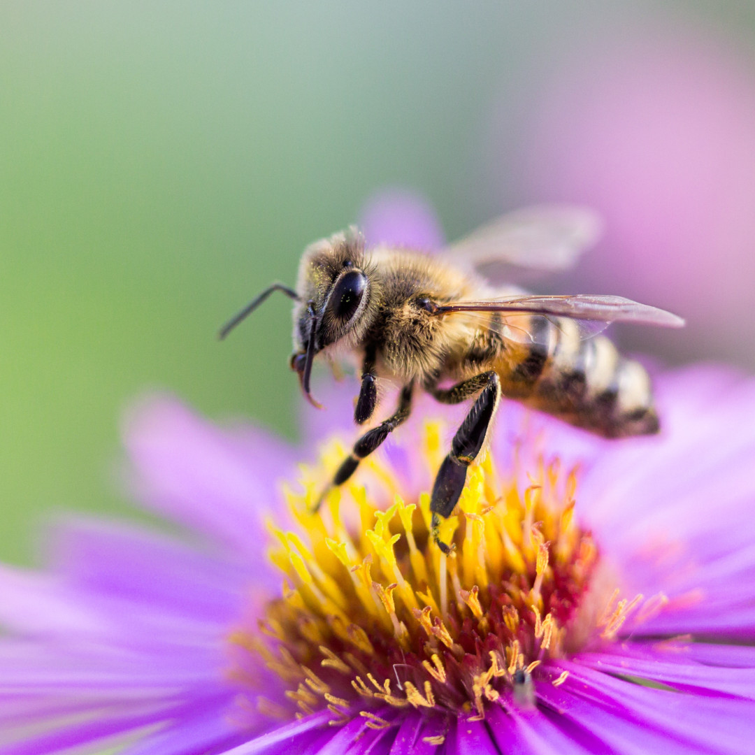 Common Problems for Beginner Beekeepers