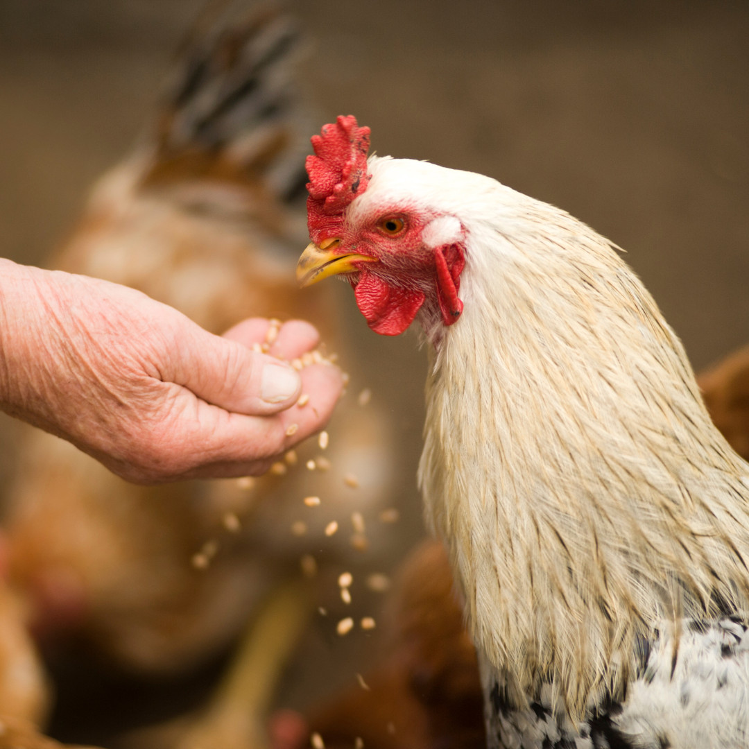 Common Problems with Poultry