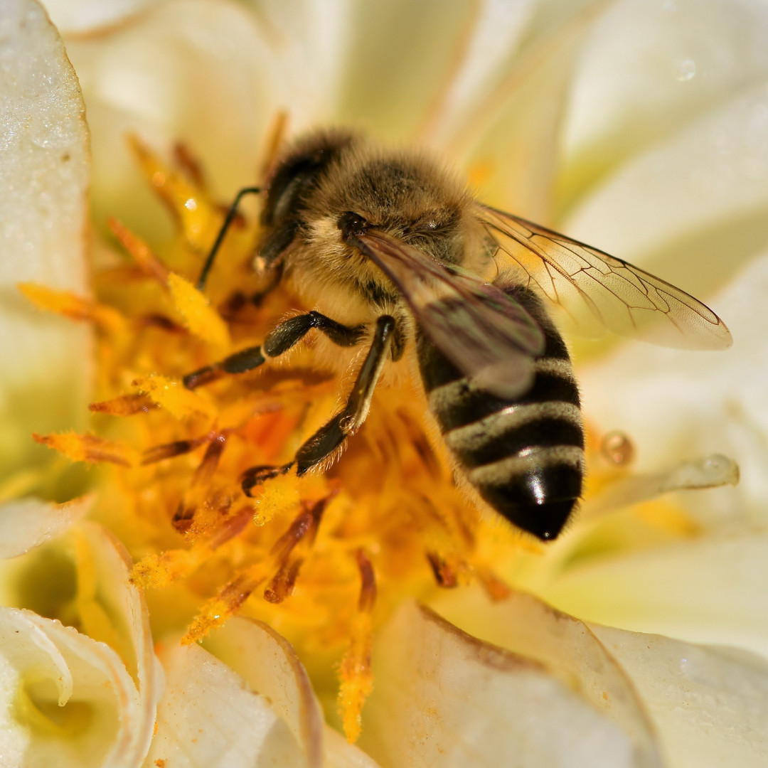 What is the Cost of Keeping Bees?