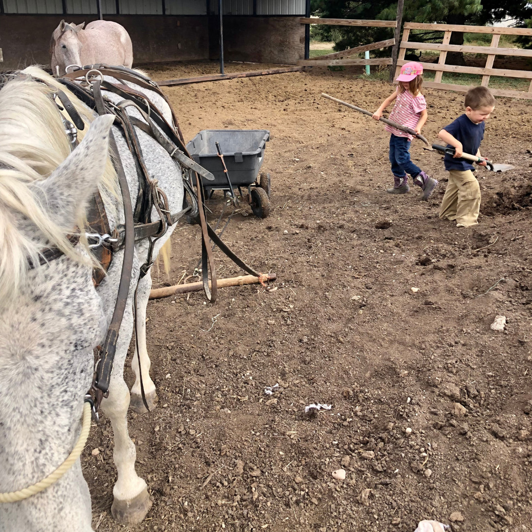 The Cost of Keeping Horses