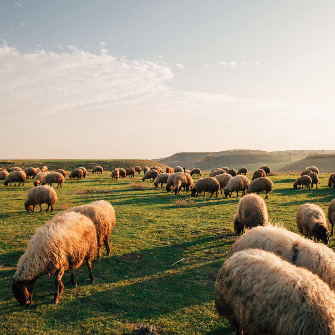What cost to know when keeping sheep to set you up for success?