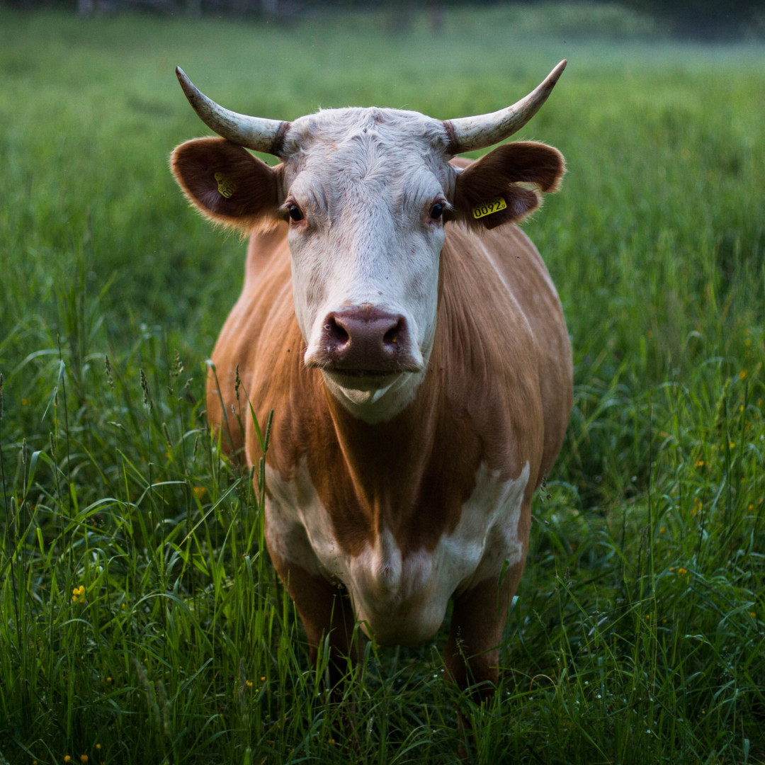 Figueres you need to know to own cows for success on your farm