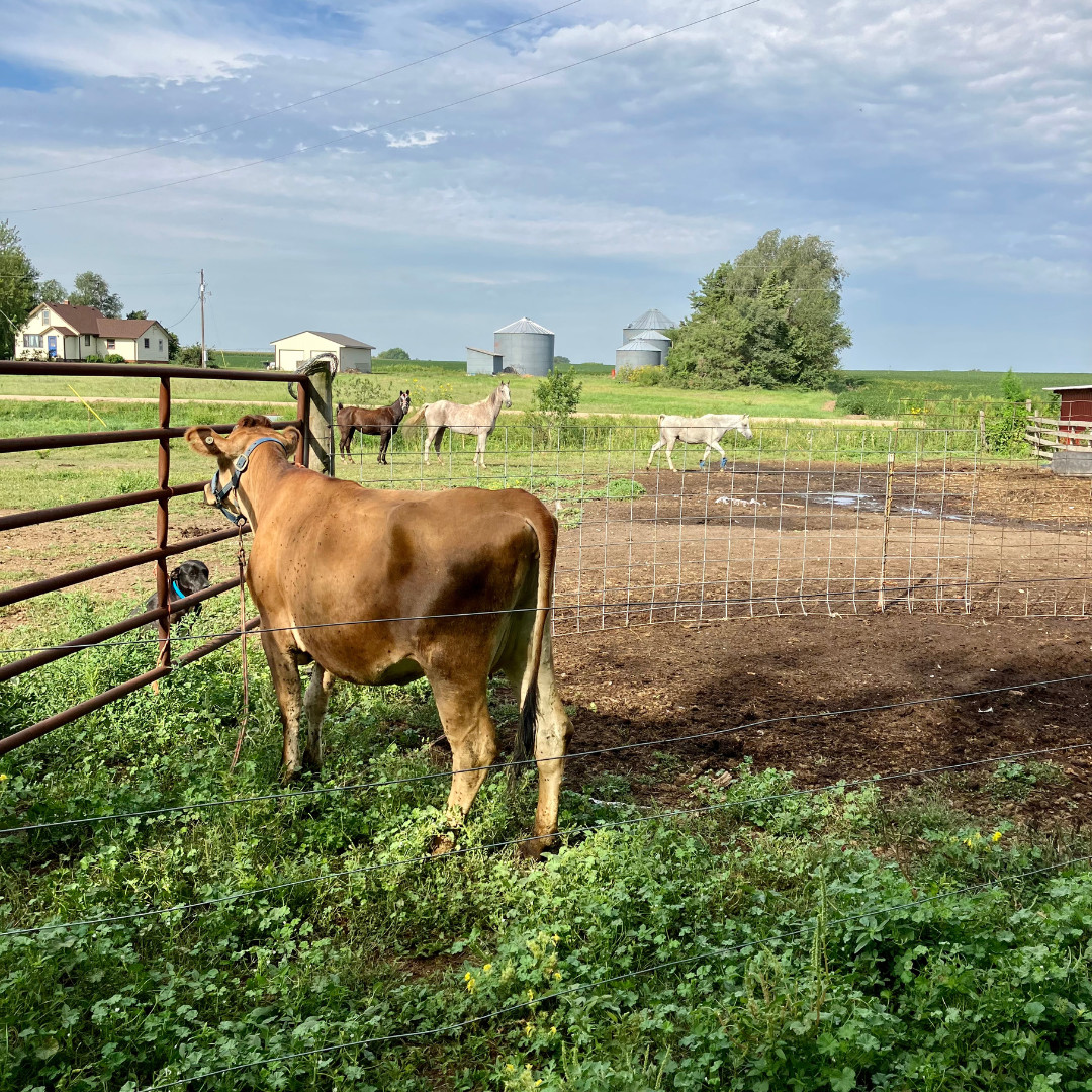 Figures you need to know to own a family milk cow for success