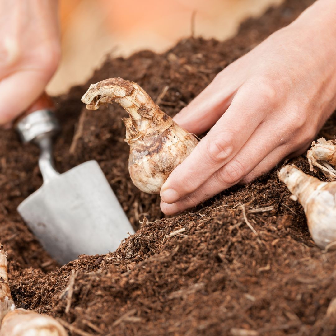 Easy Garden Bulbs to Plant in the Fall and How to Plant Them