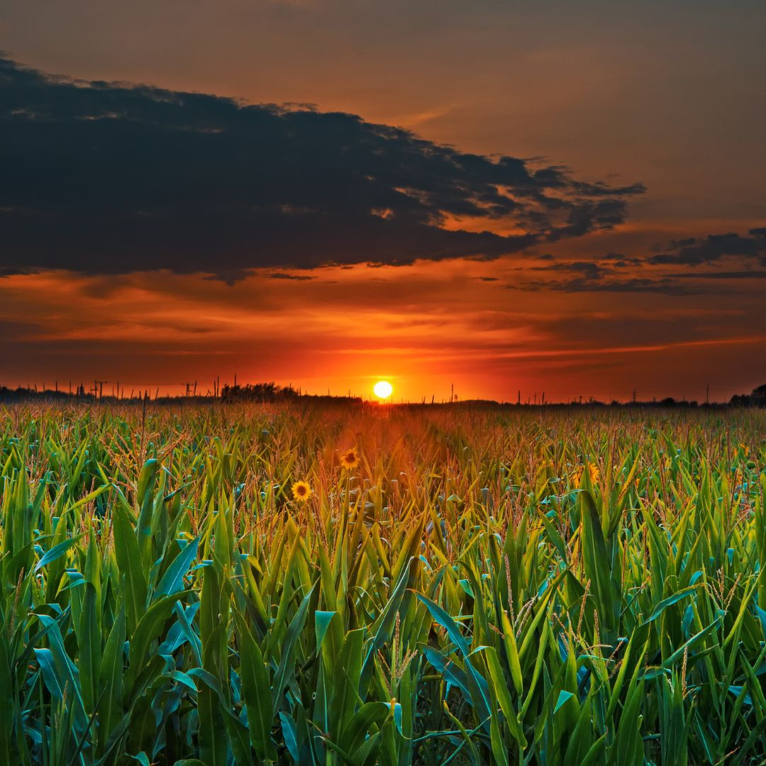 Finding Peace in the Chaos of Farm Life