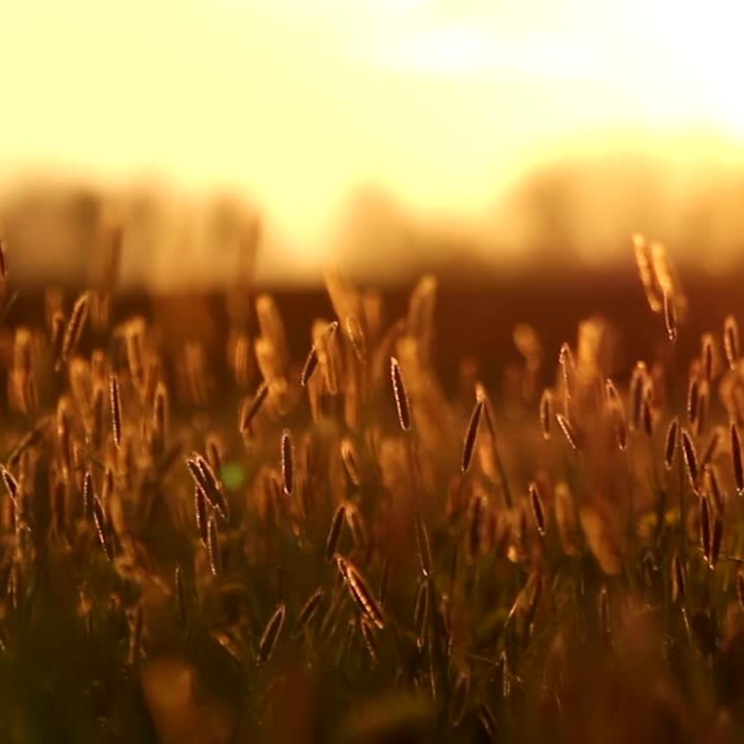 Finding Peace Amidst the Holiday Hustle for Farm Wives